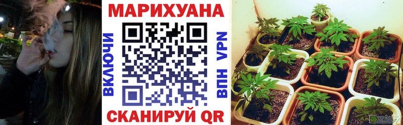 Канабис конопля Игарка